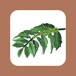 Coffee branch showing fruit-set and maturation